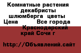 Комнатные растения, декабристы (шлюмберга) цветы › Цена ­ 300 - Все города  »    . Краснодарский край,Сочи г.